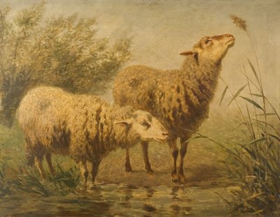 Study of Sheep by Edouard Woutermaertens